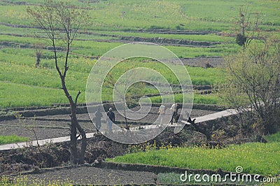 A farm at Kausani, India Editorial Stock Photo